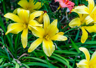 Seatac Brilliant Yellow Flowers 2