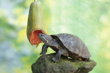 An adult red eared slider tortoise is eating a ripe papaya fruit on a tree. This reptile has the...
