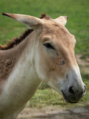 Onager - donkey head detail.