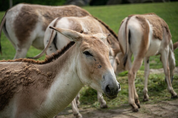 Onager - donkey head detail.