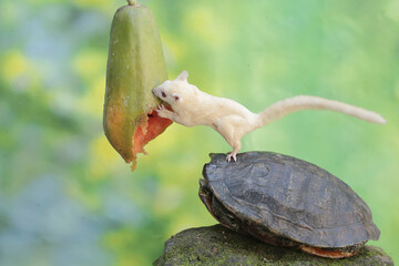 A young sugar glider (Petaurus breviceps) and an adult red eared slider tortoise (Trachemys scripta elegans) are eating ripe papaya fruit on a tree.