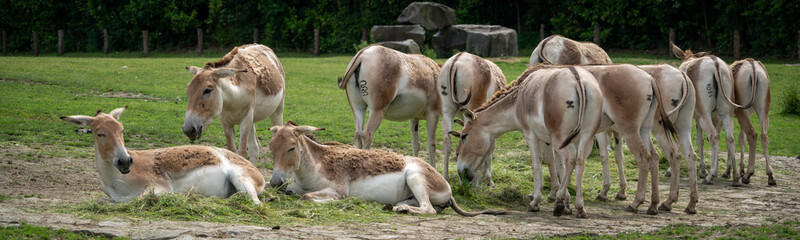 Onager - donkey smaller herd outside.