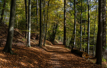 Forest road in autumn. Autumn forest road