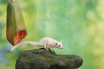 A young sugar glider eating a ripe papaya fruit on a tree. This mammal has the scientific name Petaurus breviceps.

