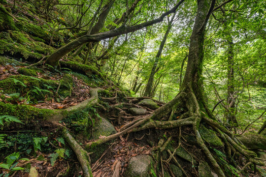 Old tree with roots in the forest, Yakushima island, Japan