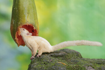 A young sugar glider eating a ripe papaya fruit on a tree. This mammal has the scientific name Petaurus breviceps.
