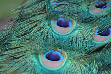 Naklejka premium peacock close-up