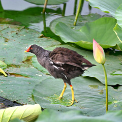 beautiful pink lotus flowers and indian coot in village pond, motte majra, punjab, india