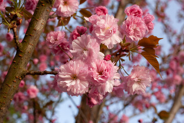 blossoming sakura, close-up of beautiful pink flowers on a tree, blue sky in the background