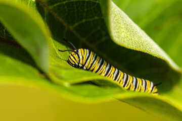 Small Monarch caterpillar munching on milkweed leaf in the afternoon early August sunshine within the Forest Beach Migratory Preserve, near Port Washington, Wisconsin