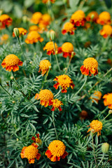 Close-up of marigolds in the home garden