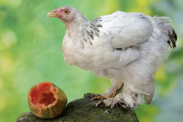 A young Brahma chicken is eating a ripe papaya fruit that has fallen on the ground. This large and...