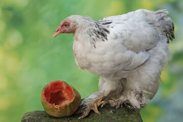 A young Brahma chicken is eating a ripe papaya fruit that has fallen on the ground. This large and heavy body chicken has the scientific name Gallus gallus domesticus.