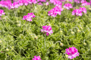 A bright pink Pelargonium geranium flowers with green burgeons and leaves are in the summer garden