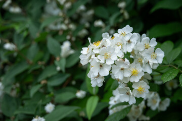 Beautiful white flowers of a multi-flowered rose.