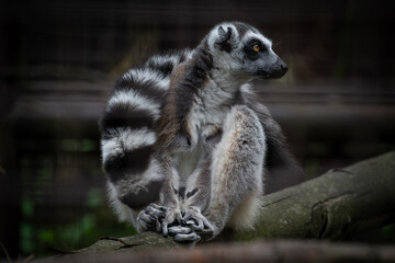 Lemur katta photographed in the zoo through the bars.