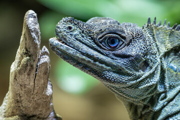 Weber's Agama detail of head and part of branch.