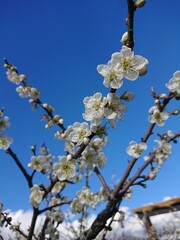 blooming tree