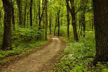 Through the maples, not yet changing their autumn colors, the trail drifts off at the Pike Lake Unit, Kettle Moraine State Forest, Hartford, Wisconsin in late September