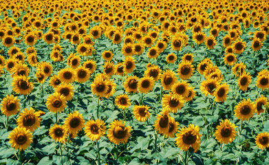 Vast field of sunflowers under a bright blue sky in summer sunshine