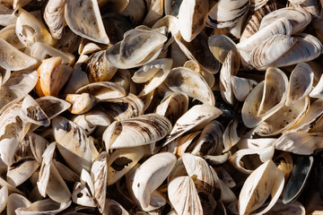 Looking down onto a small pile of zebra mussel shells along Lake Michigan at Harrington Beach State Park, Belgium, Wisconsin in early December