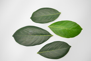 four jackfruit leaves isolated on white background
