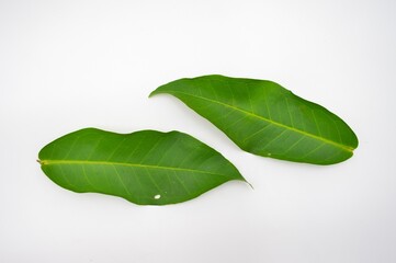 Obraz premium green rose apple leaf isolated on white