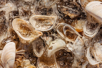 Looking down onto a small pile of zebra mussel shells, frozen in place by the overriding ice, along Lake Michigan at Harrington Beach State Park, Belgium, Wisconsin in early December