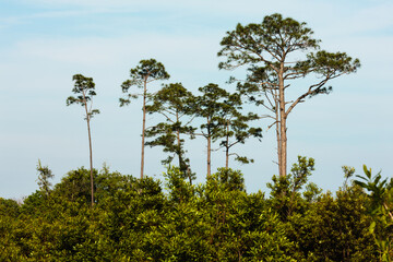 A few pines remain from the recent hurricane within Gulf State Park, Gulf Shores, Alabama