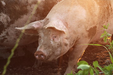 Single Pig Half Covered in Mud in Magic Hour Light