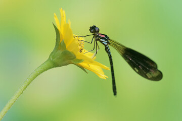 A pink jewel dragonfly is hunting for prey in a yellow flower. This insect has the scientific name Heliocypha fenestra.