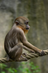 Mandrill monkey cub on a rope.