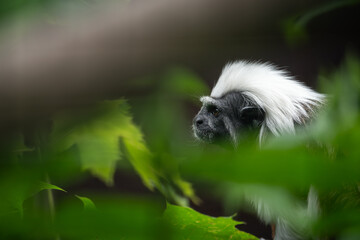 The tamarind pinches the part of the head between the leaves.