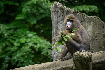 Young mandrill monkey outdoors in the zoo.