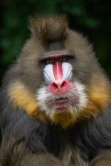 Portrait of a male mandrill monkey.