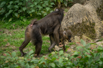 A female mandrill with a young one outside on the ground.