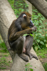 Young mandrill monkey outdoors in the zoo.