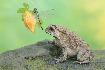 An Asian black-spined toad is ready to prey on a dragonfly. This rough-skinned amphibian has the scientific name Bufo melanostictus.