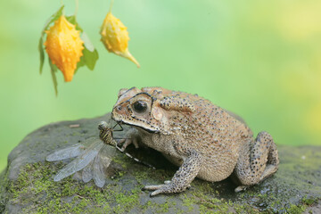 An Asian black-spined toad is ready to prey on a dragonfly. This rough-skinned amphibian has the scientific name Bufo melanostictus.