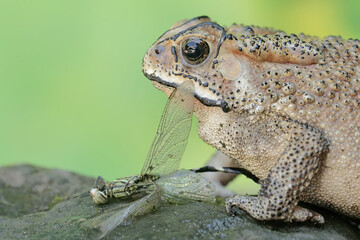 An Asian black-spined toad is ready to prey on a dragonfly. This rough-skinned amphibian has the scientific name Bufo melanostictus.