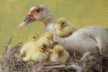 A muscovy duck mother is looking after her newly hatched chicks in the nest. This duck has the scientific name Cairina moschata.