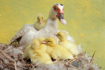 A muscovy duck mother is looking after her newly hatched chicks in the nest. This duck has the scientific name Cairina moschata.