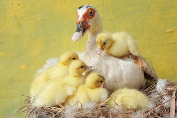 A muscovy duck mother is looking after her newly hatched chicks in the nest. This duck has the scientific name Cairina moschata.