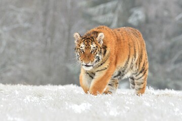 Siberian tiger Panthera tigris wildlife tigris nature Amur winter wild animal, snow of frost forest landscape protected endangered animal occurrence hunting ban native to the Russian