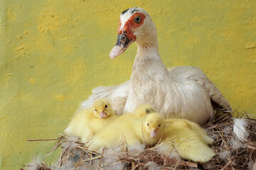 A muscovy duck mother is looking after her newly hatched chicks in the nest. This duck has the scientific name Cairina moschata.