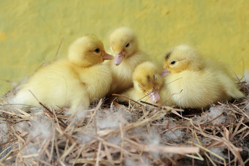 A number of newly hatched baby Muscovy ducks resting in their nest. This duck has the scientific name Cairina moschata.