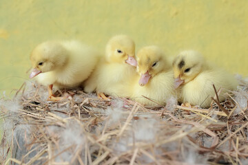 A number of newly hatched baby Muscovy ducks resting in their nest. This duck has the scientific name Cairina moschata.