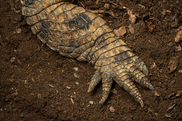 A scaly crocodile and its front leg.