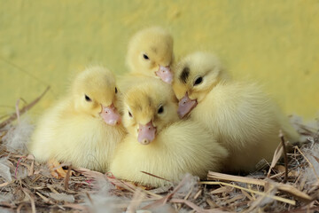 A number of newly hatched baby Muscovy ducks resting in their nest. This duck has the scientific name Cairina moschata.