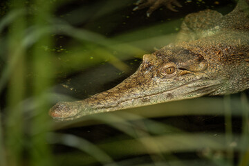 One scaly crocodile in the water.